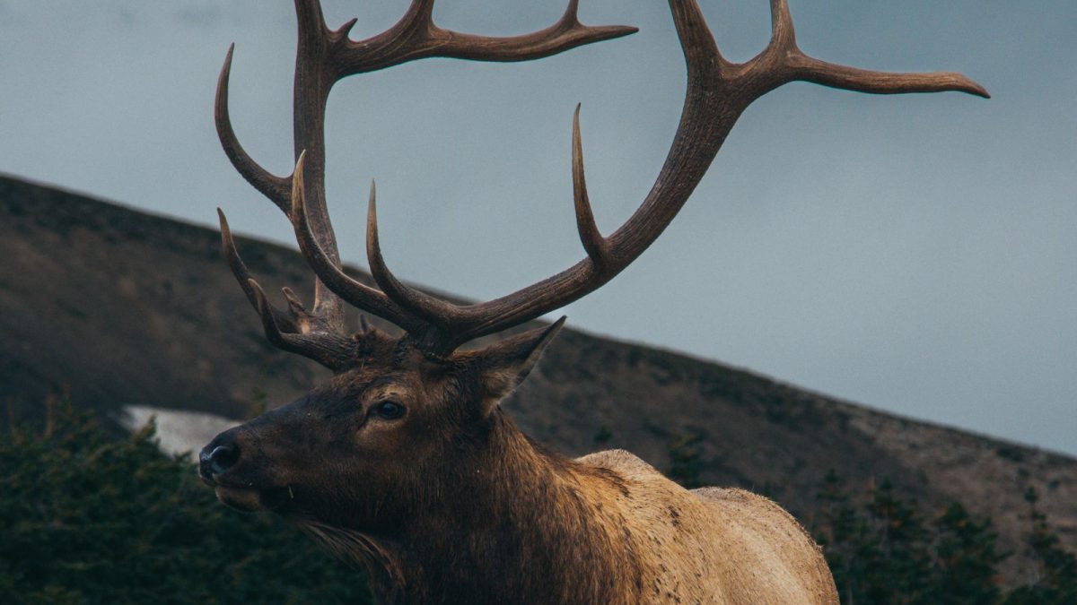 Bull elk with a large antler rack on a hillside