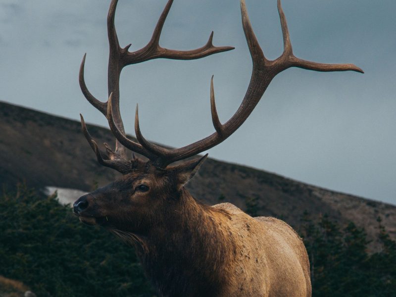 Bull elk with a large antler rack on a hillside