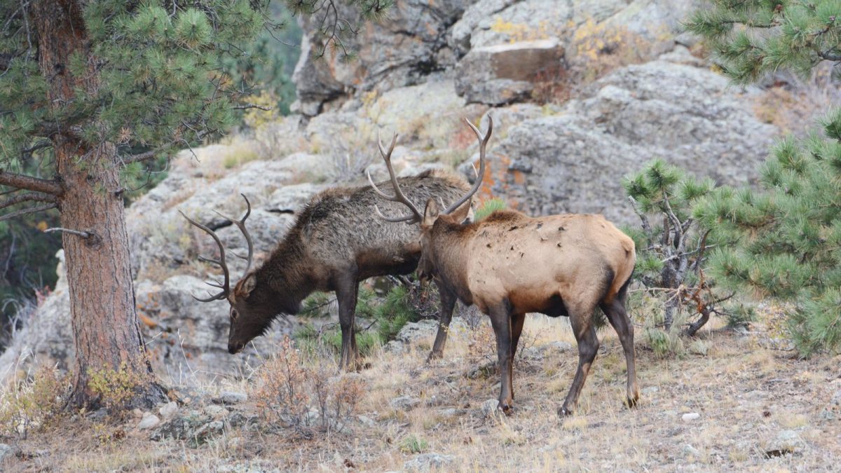 Two elk grazing among rocks and trees on a mountain slope