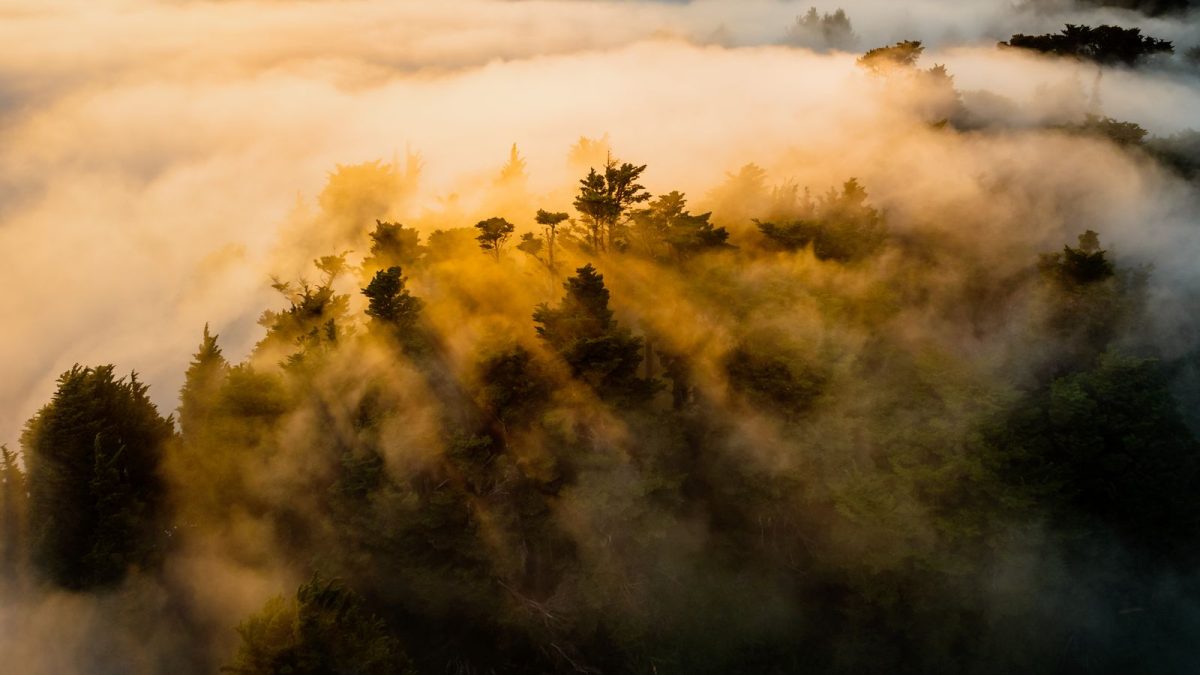 Sunbeams breaking through fog above a forested hillside