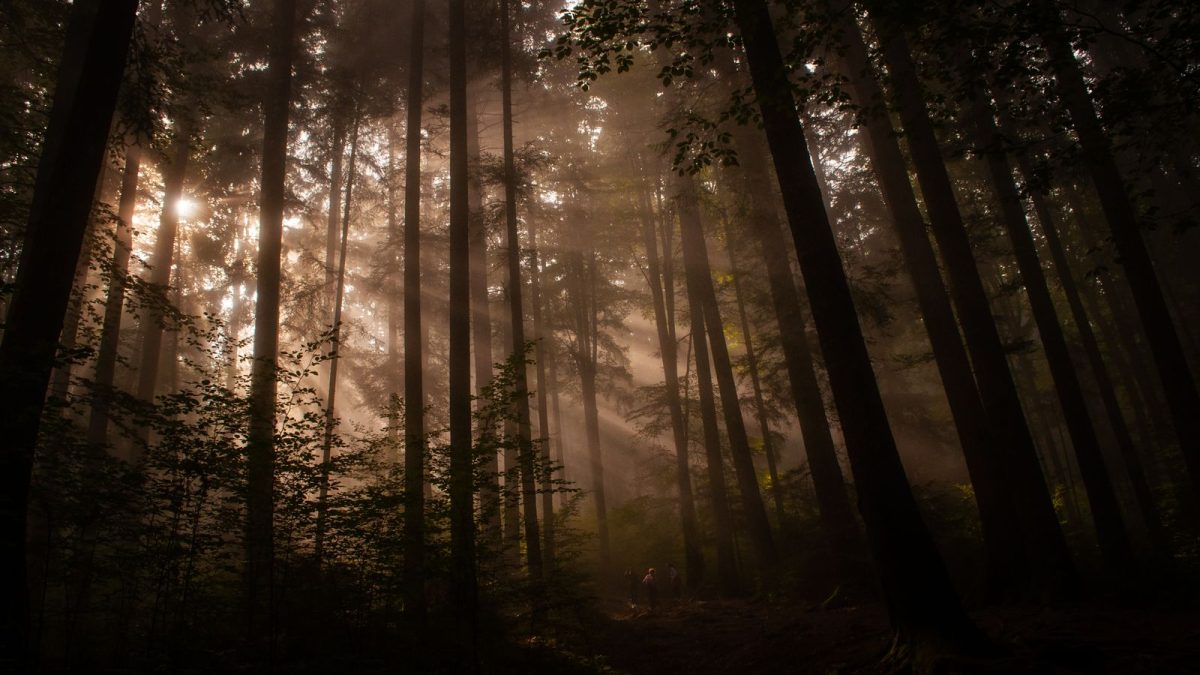 Sunrise light streaming through tall trees in a dark, misty forest