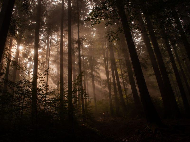 Sunrise light streaming through tall trees in a dark, misty forest