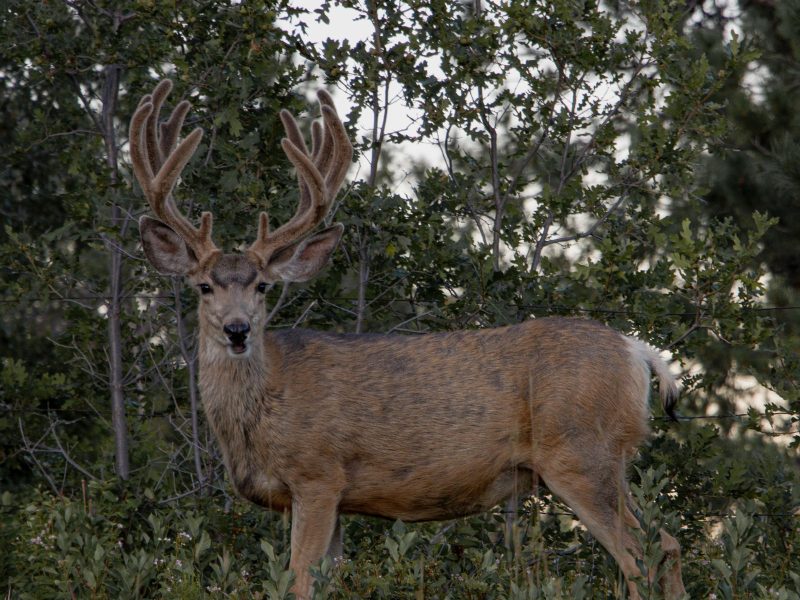 Mule deer buck with antlers standing in brushy timber