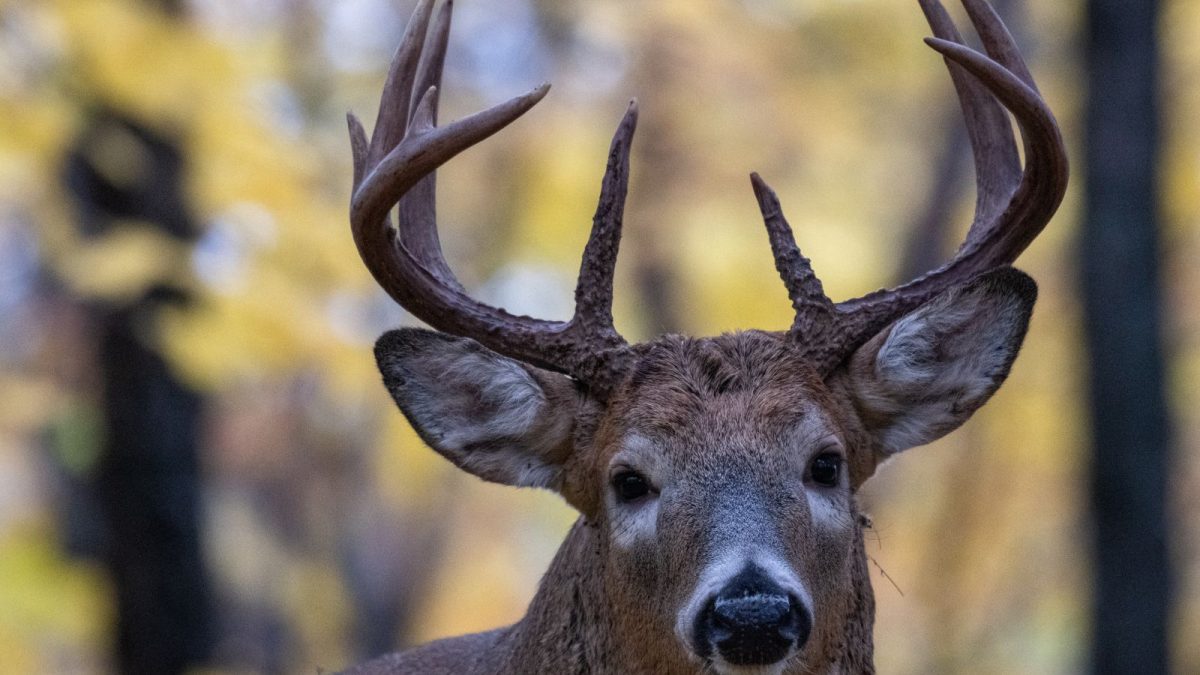 Whitetail buck with a full rack standing among autumn leaves