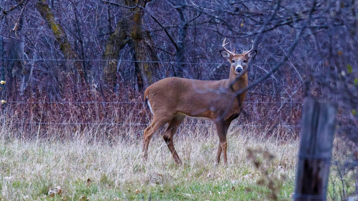Whitetail deer standing in a grassy clearing beside the woods