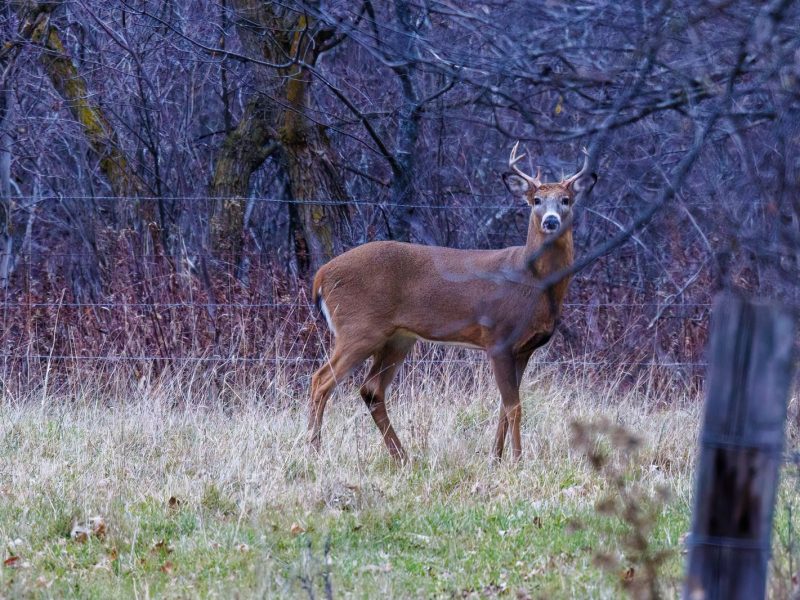 Whitetail deer standing in a grassy clearing beside the woods